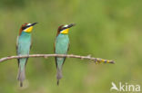 European Bee-eater (Merops apiaster)