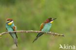 European Bee-eater (Merops apiaster)