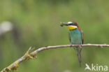 European Bee-eater (Merops apiaster)