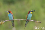 European Bee-eater (Merops apiaster)