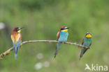 European Bee-eater (Merops apiaster)