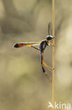 langsteelgraafwesp (ammophila heydeni)