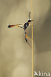 langsteelgraafwesp (ammophila heydeni)