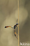 langsteelgraafwesp (ammophila heydeni)