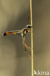 hunting wasp (ammophila heydeni)