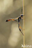 hunting wasp (ammophila heydeni)