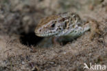 Sand Lizard (Lacerta agilis)
