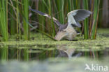 Little Bittern (Ixobrychus minutus)