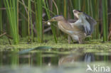 Little Bittern (Ixobrychus minutus)