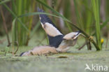 Little Bittern (Ixobrychus minutus)