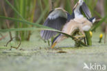 Little Bittern (Ixobrychus minutus)