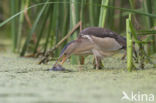 Little Bittern (Ixobrychus minutus)