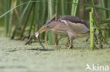 Little Bittern (Ixobrychus minutus)