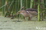 Little Bittern (Ixobrychus minutus)