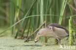 Little Bittern (Ixobrychus minutus)