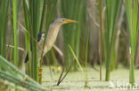 Little Bittern (Ixobrychus minutus)