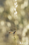 langsteelgraafwesp (ammophila heydeni)