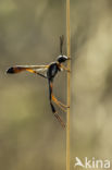 hunting wasp (ammophila heydeni)