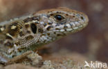 Sand Lizard (Lacerta agilis)