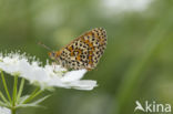 Tweekleurige parelmoervlinder (Melitaea didyma)