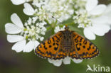 Tweekleurige parelmoervlinder (Melitaea didyma)