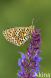 Tweekleurige parelmoervlinder (Melitaea didyma)