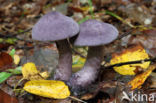 Violette gordijnzwam (Cortinarius violaceus)