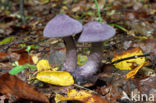 Violette gordijnzwam (Cortinarius violaceus)