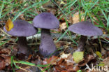 Violette gordijnzwam (Cortinarius violaceus)