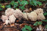Upright coral (Ramaria stricta)