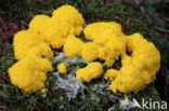 Scrambled egg slime (Fuligo septica)