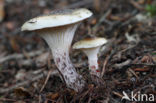 Gomphidius maculatus