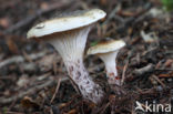 Gomphidius maculatus