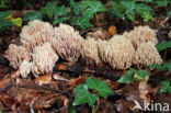Upright coral (Ramaria stricta)