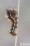 Knot Grass (Acronicta rumicis)