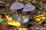 Violette gordijnzwam (Cortinarius violaceus)
