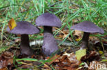 Violette gordijnzwam (Cortinarius violaceus)