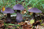 Violette gordijnzwam (Cortinarius violaceus)