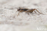 Wood-cricket (Nemobius sylvestris)