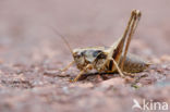 Bramensprinkhaan (Pholidoptera griseoaptera)