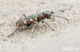 Tiger Beetle (Cicindela hybrida)