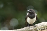 Black-billed Magpie (Pica pica)