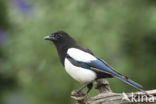 Black-billed Magpie (Pica pica)