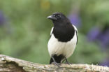 Black-billed Magpie (Pica pica)