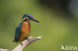 Kingfisher (Alcedo atthis)