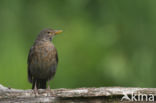 Merel (Turdus merula)