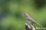 Blackcap (Sylvia atricapilla)