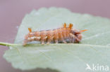 Nut-tree Tussock (Colocasia coryli)