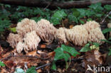 Upright coral (Ramaria stricta)