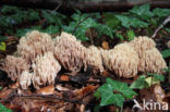 Upright coral (Ramaria stricta)
